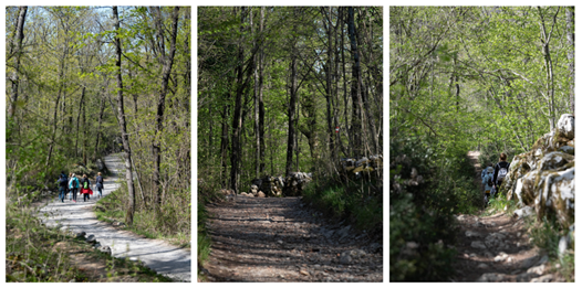 A collage of a path in the woodsAI-generated content may be incorrect.